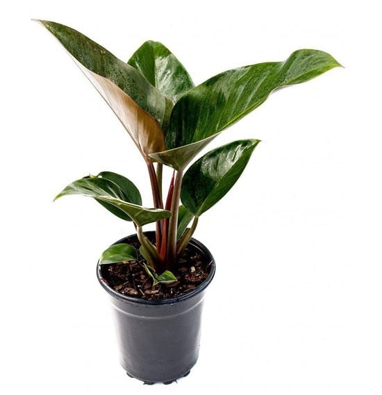 Philodendron Red Congo 50 Or 60 CM, Pot 17 CM