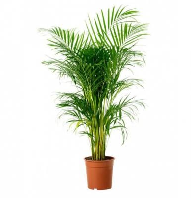 Areca Palm 200 CM, Pot 32 CM