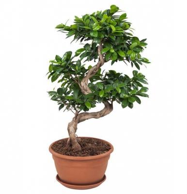 Ficus Microcarpa Ginseng 110 CM, Pot 35 CM