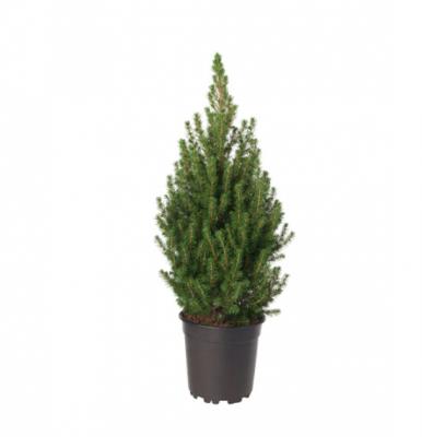 Picea Conica Xmas Item 80 CM, Pot 17 CM