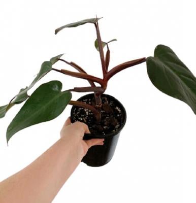 Philodendron Red Wing 25 Or 30 CM, Pot 13 CM