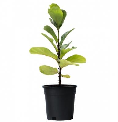 Ficus Lyrata 1PP 140 CM, Pot 21 CM